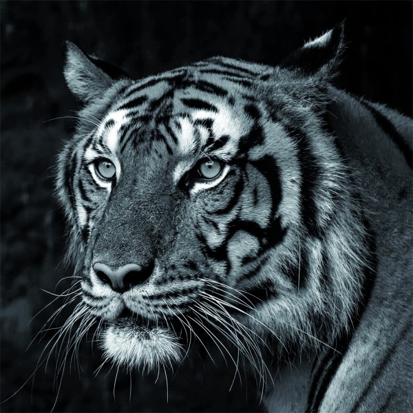 Leinwandbild Tiger - ca. 35 x 35cm