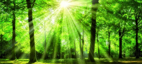 Leinwandbild - Motiv: Wald - 90 x 200cm