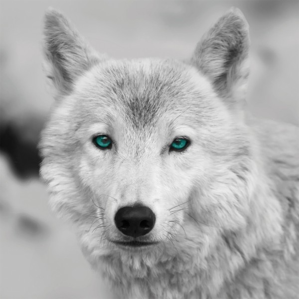 Leinwandbild - Wolf mit farbigen Augen - 35 x 35cm