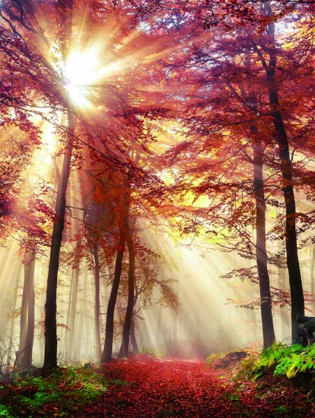 Leinwandbild - Motiv: Herbstwald - 46 x 61cm