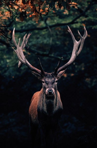 Leinwandbild - Motiv: Hirsch - 118 x 78cm