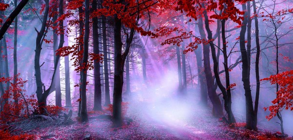 Leinwandbild - Motiv: Herbstwald - 30 x 70cm