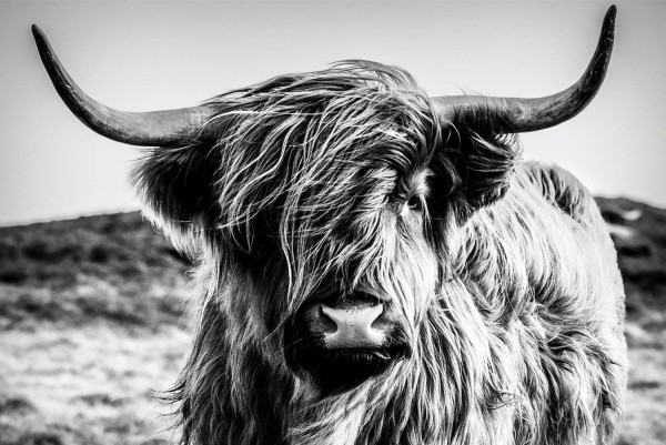 Leinwandbild Highlander - ca. 60 x 90cm