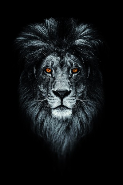 Leinwandbild - Motiv: Löwe - 60 x 90cm