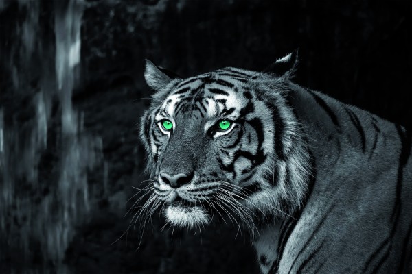 Leinwandbild - Motiv: Tiger - 60 x 90cm