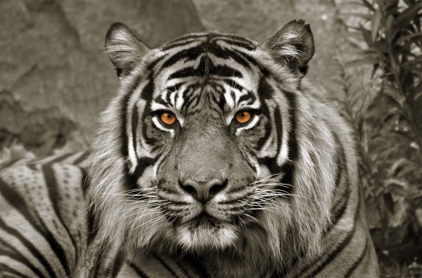 Leinwandbild Tiger sepia - ca. 78 x 118cm