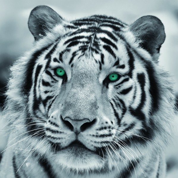 Leinwandbild - Tiger mit farbigen Augen - 35 x 35cm