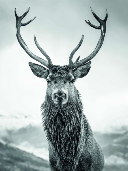 Leinwandbild - Motiv: Hirsch - 46 x 61cm