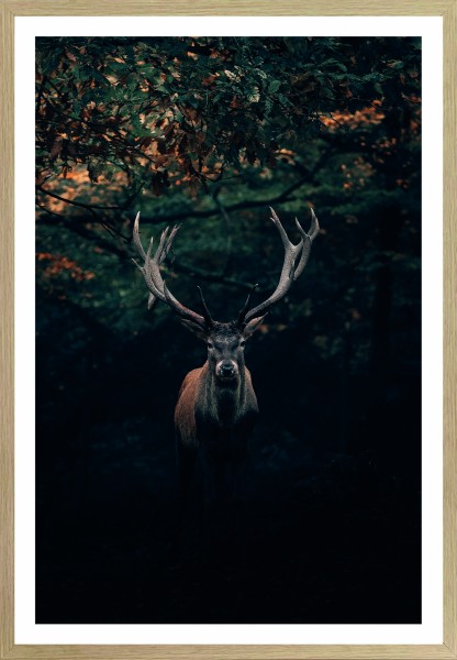 Gerahmtes Bild - Motiv: Hirsch - 70 x 50cm