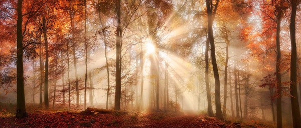 Leinwandbild - Motiv: Herbstwald - 60 x 140cm