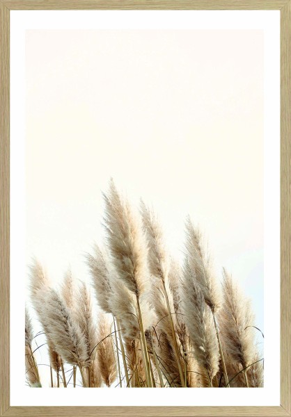 Gerahmtes Bild - Motiv: Pampasgras - 70 x 50cm