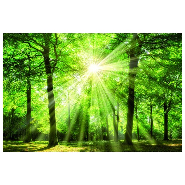 Leinwandbild - Motiv: grüner Wald - 78 x 118cm